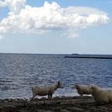 1406F 135 Nordseekuesten Radweg